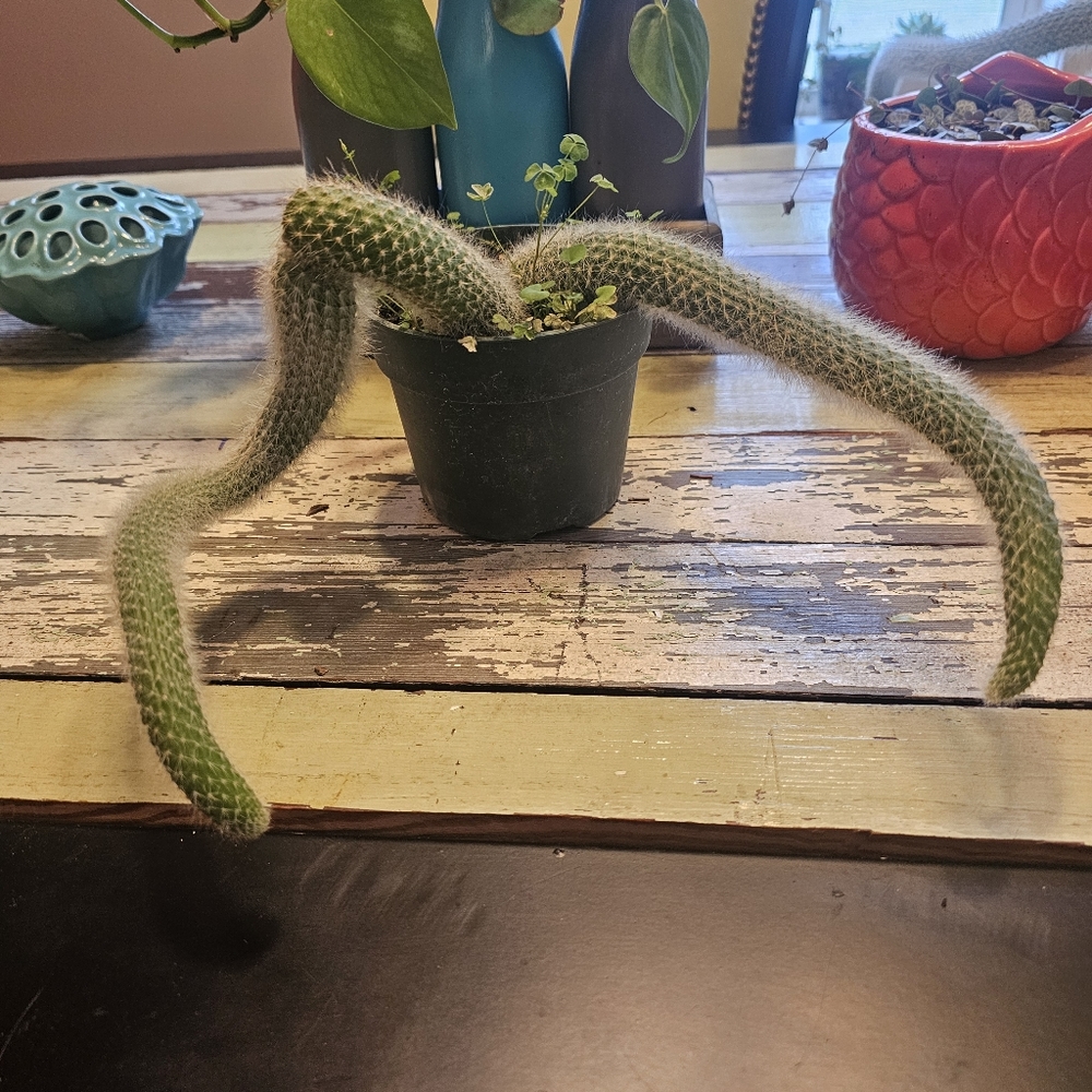 Monkeytail Cactus - Picture 6 of 8